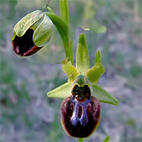 <i>Ophrys sphegodes</i><br>Coding Gene: 19238