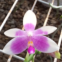 <i>Phalaenopsis modesta</i><br>Coding Gene: 23060