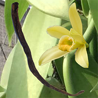 <i>Vanilla planifolia</i><br>Coding Gene: 28886
