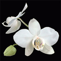 <i>Phalaenopsis aphrodite</i><br>Coding Gene: 28180