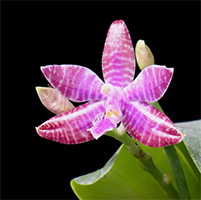<i>Phalaenopsis lueddemanniana</i><br>Coding Gene: 30700